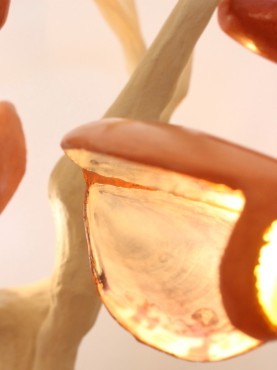 Zoom2 Lamp Silva with mussels lamps covered orange 960 ocher stucco on lime hemp base with little cork trunk